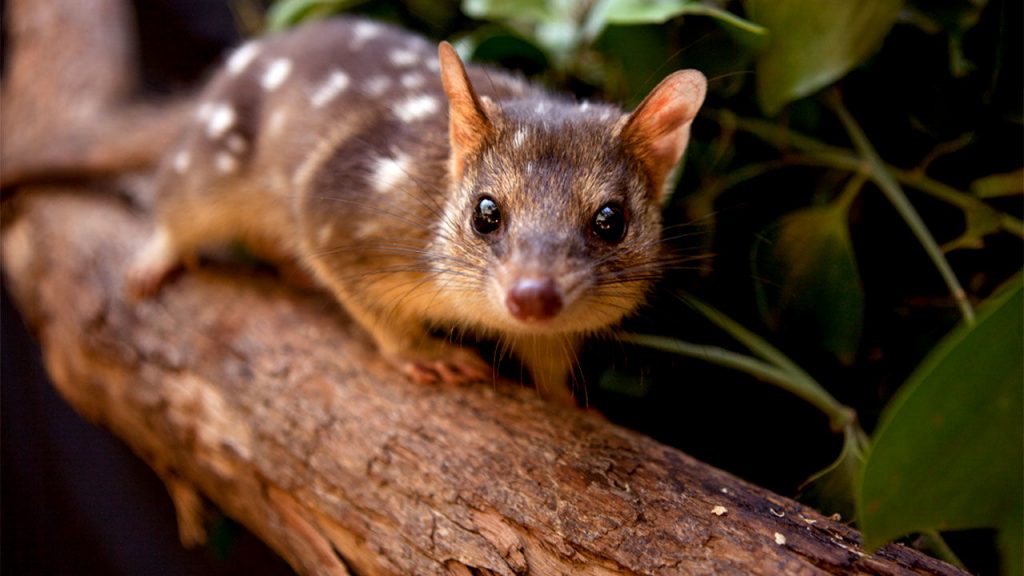 quoll 16x9