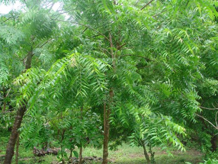 नीम का पेड़
