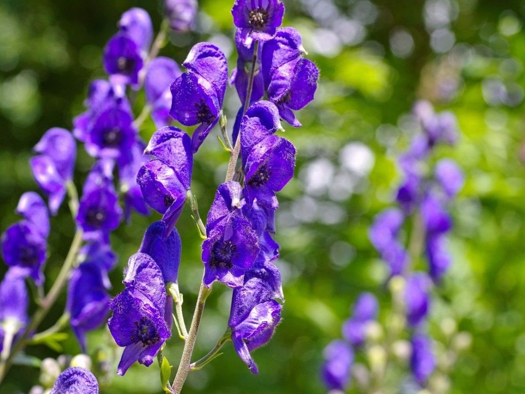 aconitum monkshood flower 174