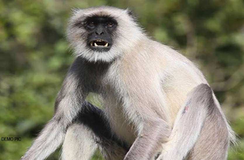 काला बंदर