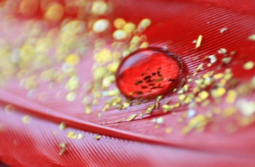 golden blood