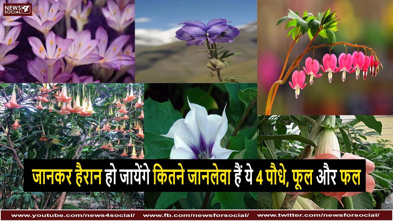 जानकर हैरान हो जायेंगे कितने जानलेवा हैं ये 5 पौधे, फूल और फल