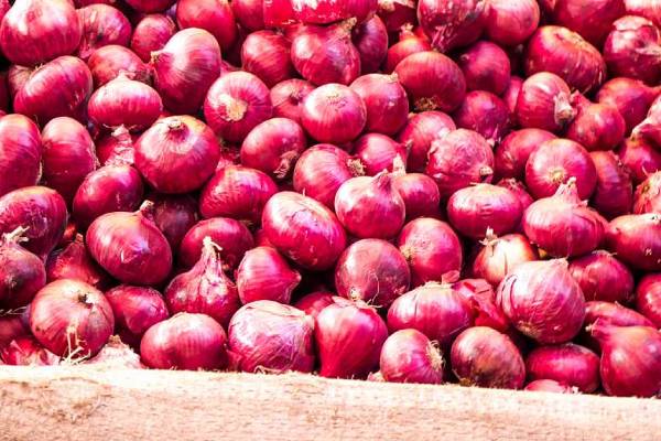 onion price