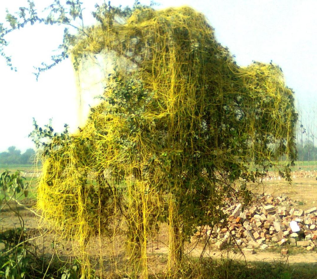 अमरब ल