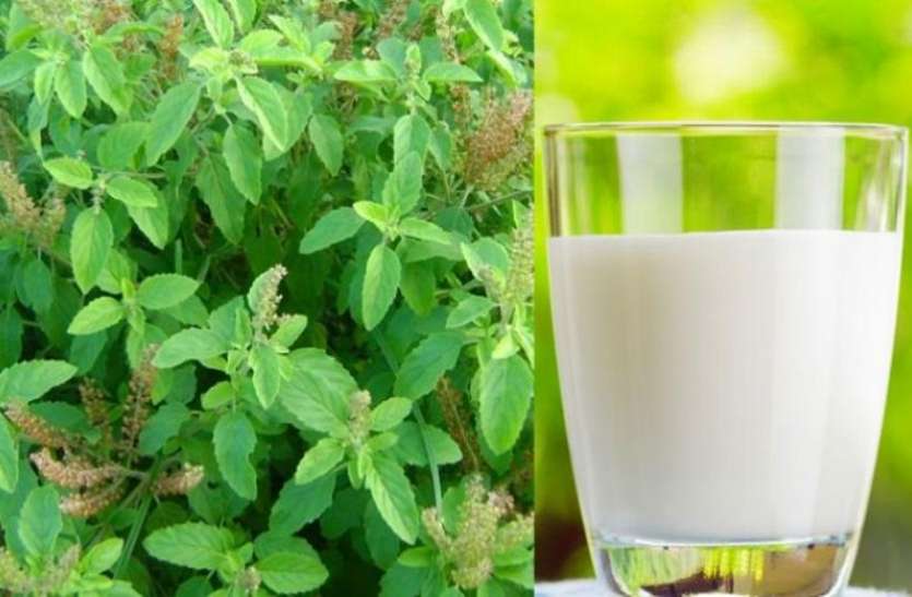 basil milk1 4328876 835x547 m