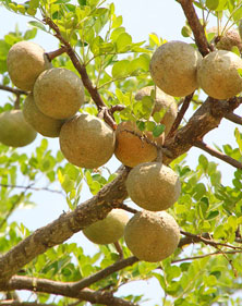 bel fruit benefits featured 1