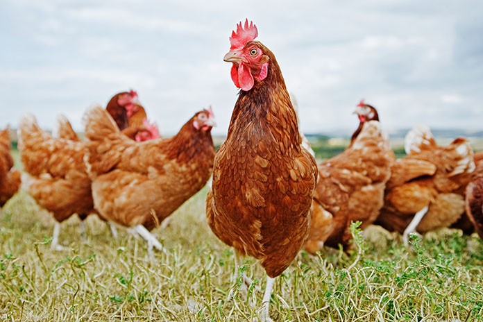 chicken flu