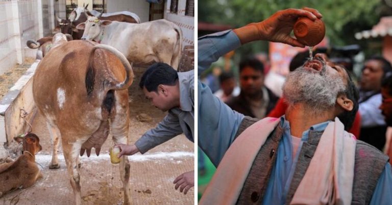 cow urine facts