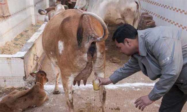 cow urine