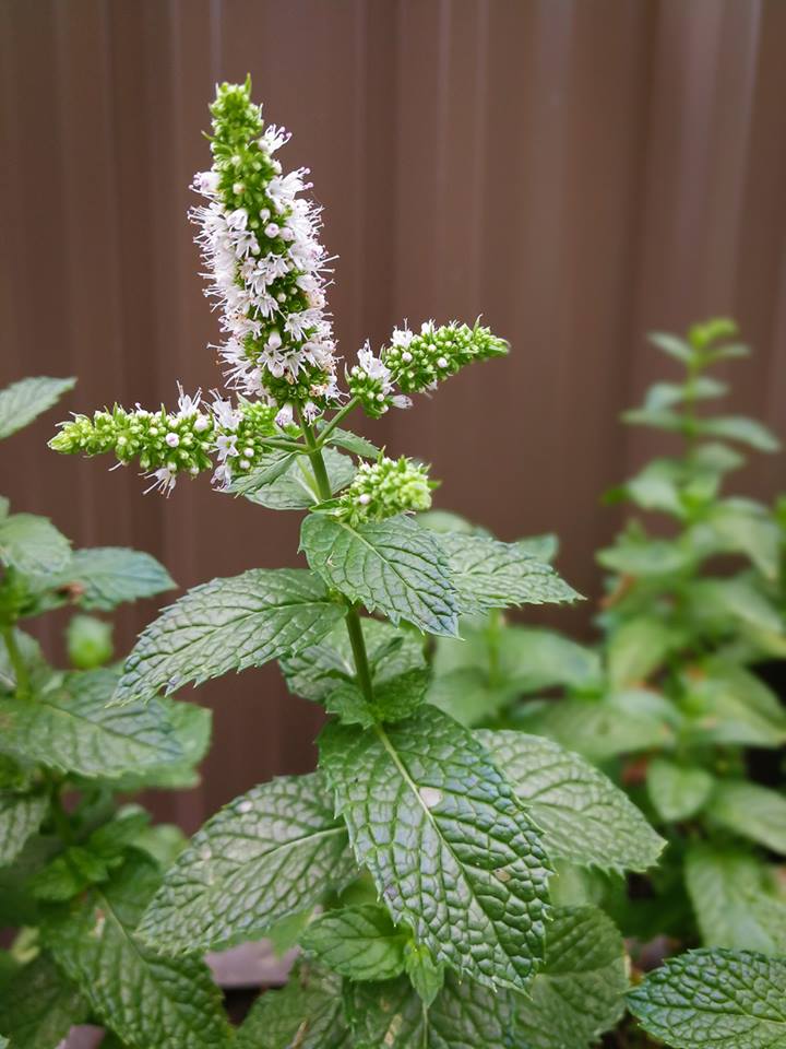 0121f podina2bwith2bflowers