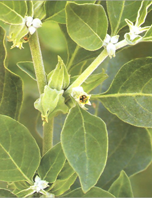 ashwagandha 002 1