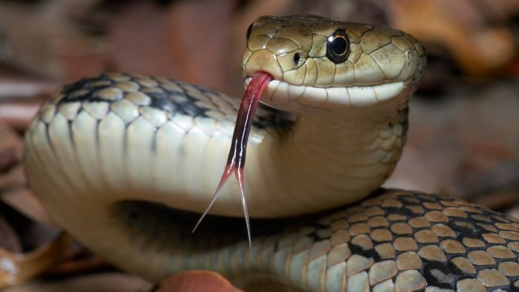 105597048 snakes8
