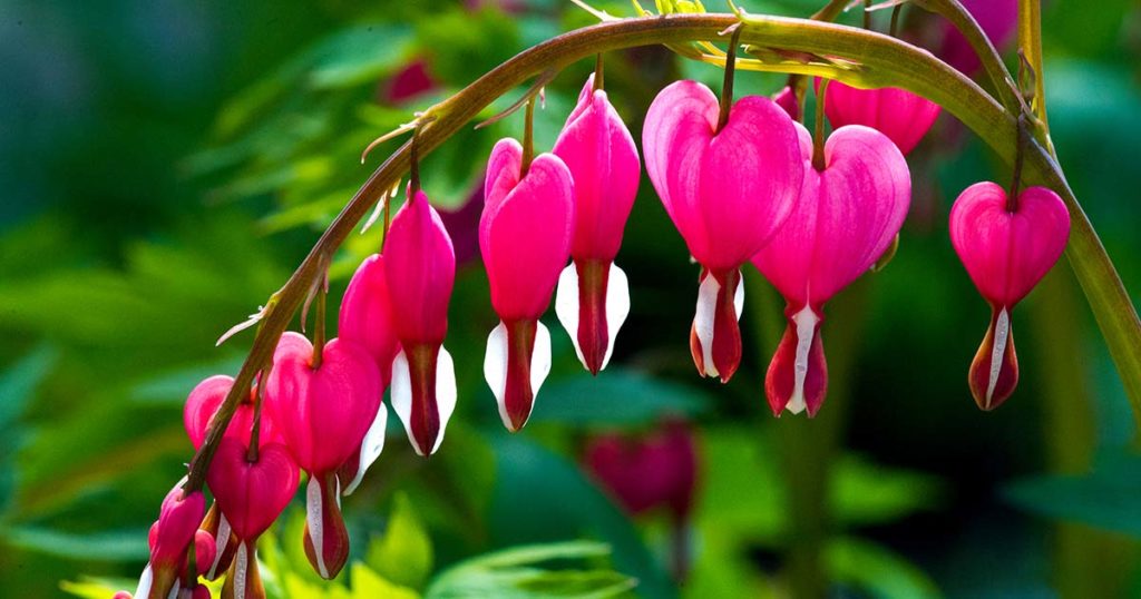 Bleeding Hearts FB