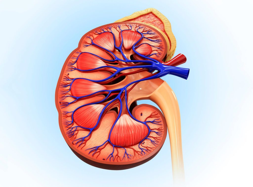 Human Kidney -