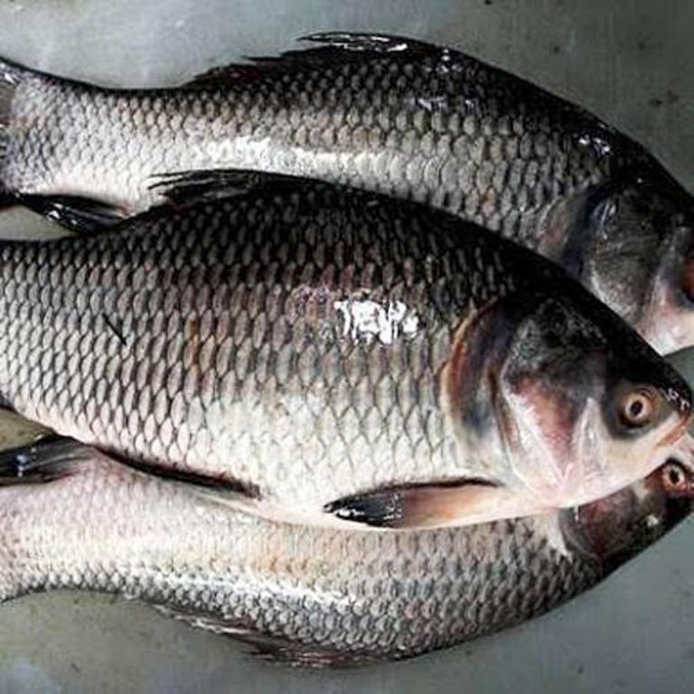 catla 1