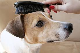 dog non fiii