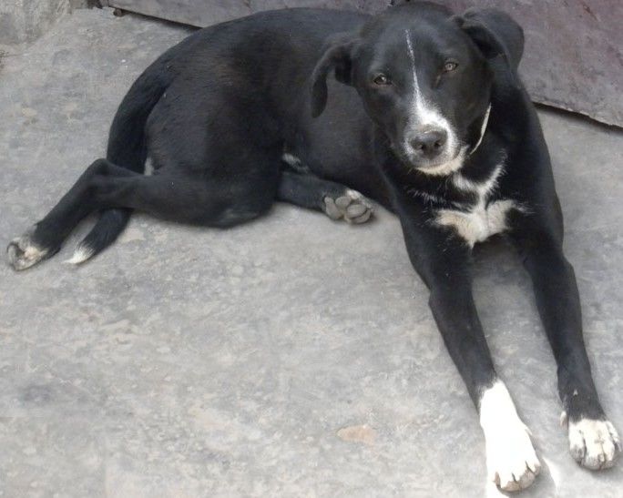 dog non