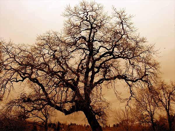 पश्चिम बंगाल का सबसे डरावना रहस्य क्या है