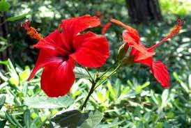 gurhal non