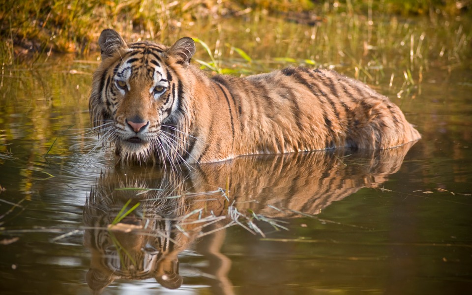 tiger non