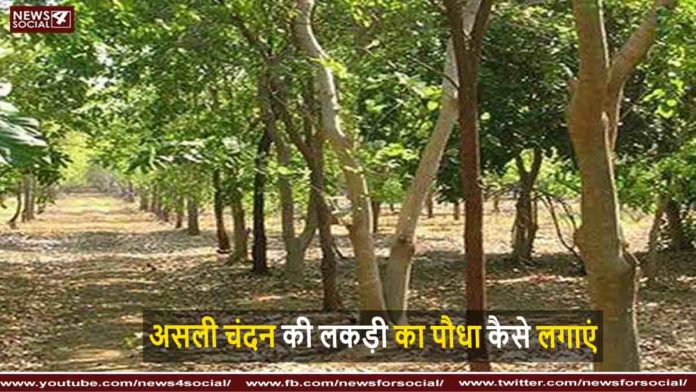 चंदन का पौधा चंदन का पौधा