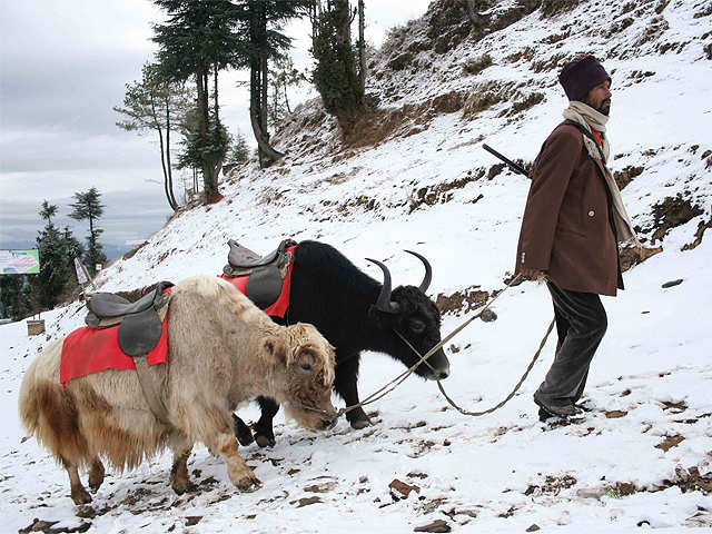 sikkim non fiii 2