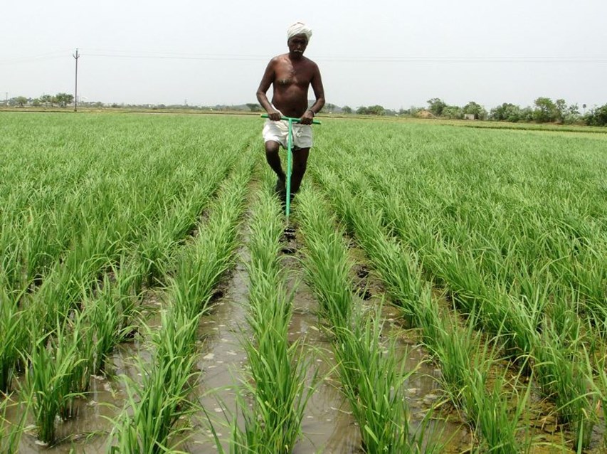 operation green non fiiii -