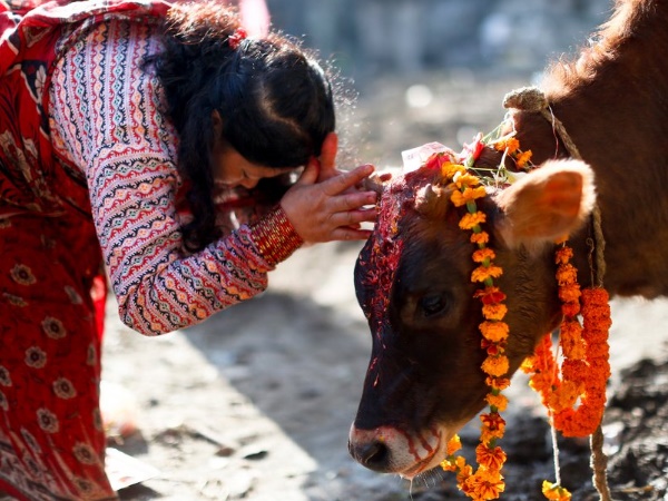 cow non fiiii