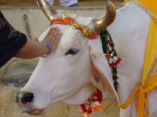 cow non