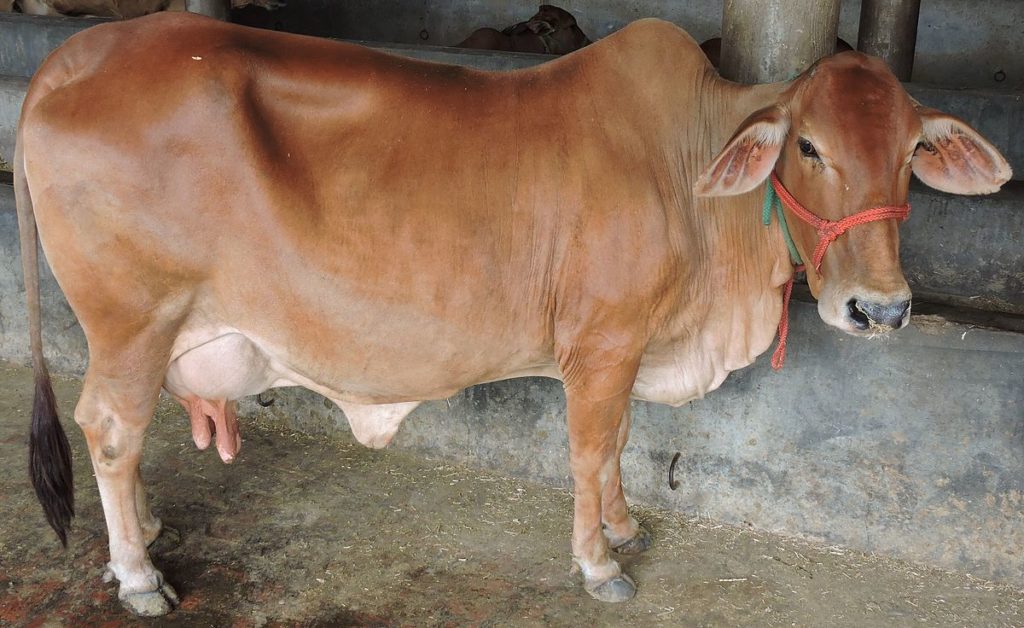 cow non fiiii
