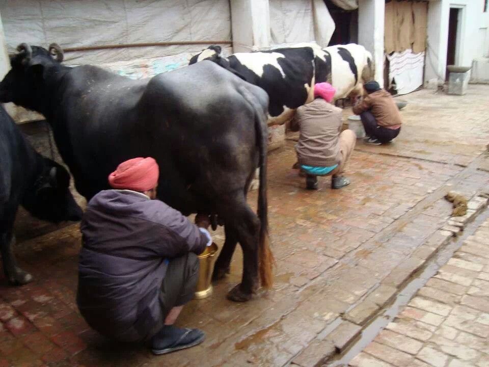 cow non
