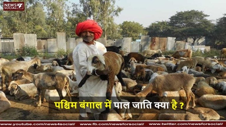 पाल जाति