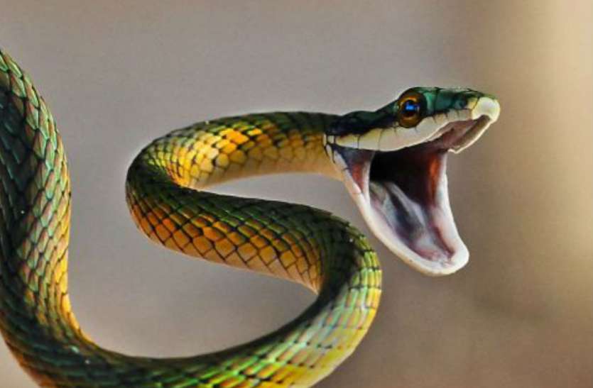 snake 3045514 835x547 m