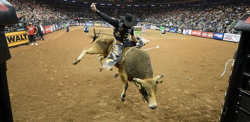 bull riding
