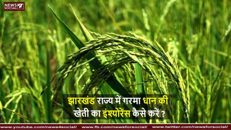 गरमा धान