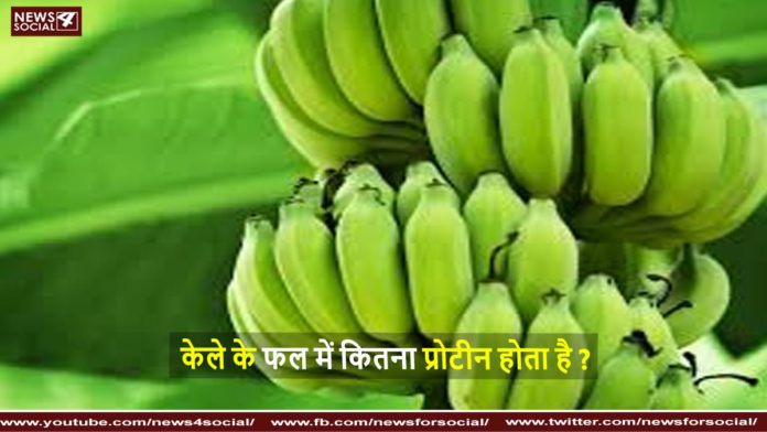 केले के फल में कितना प्रोटीन होता है How much protein is in a banana fruit