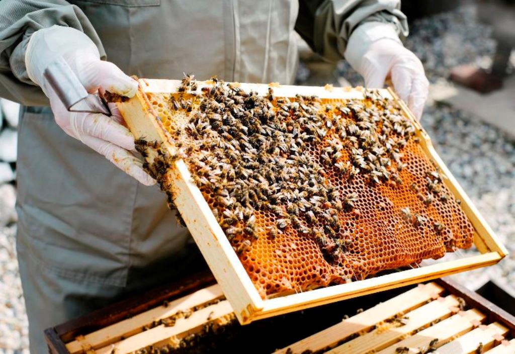 honey bee 2