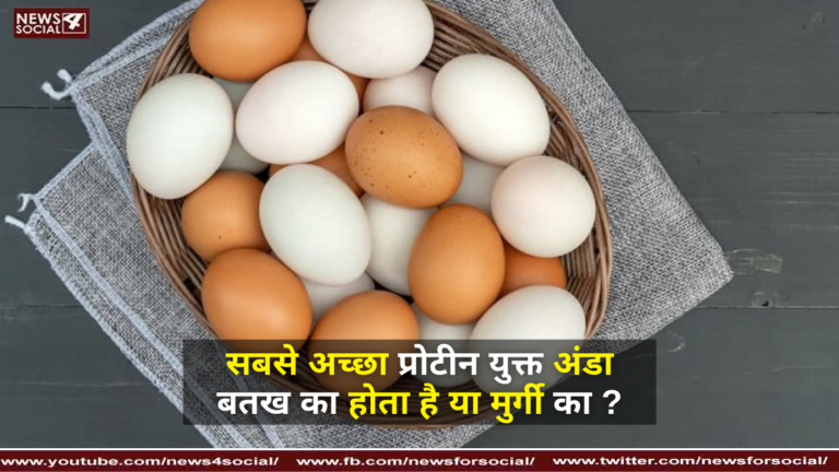 सबसे अच्छा प्रोटीन युक्त अंडा बतख का होता है या मुर्गी का