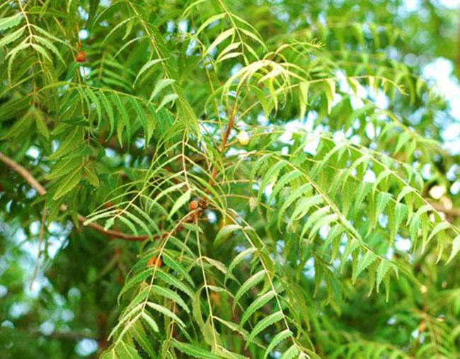 neem ka ped 650 080115054240