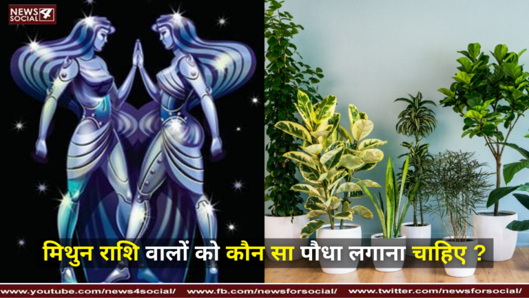 मिथुन राशि वालों को कौन सा पौधा लगाना चाहिए ?