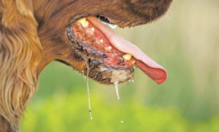 Rabies