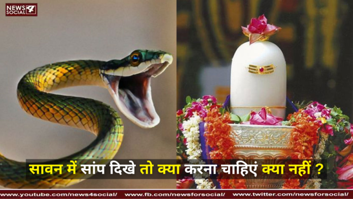 सावन में सांप दिखे तो क्या करना चाहिएं क्या नहीं ? ( What should be done or not if a snake is seen in Sawan? )