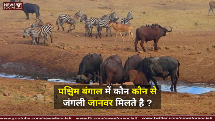 पश्चिम बंगाल में कौन कौन से जंगली जानवर मिलते है ?