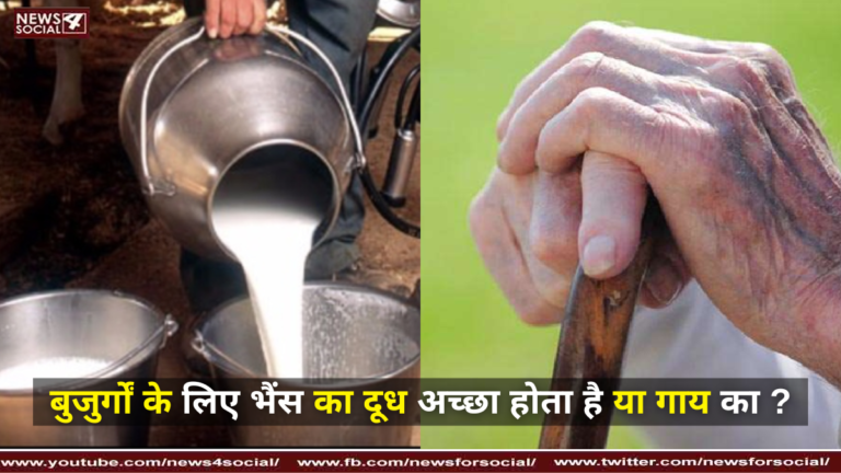 बुजुर्गों के लिए भैंस का दूध अच्छा होता है या गाय का ?