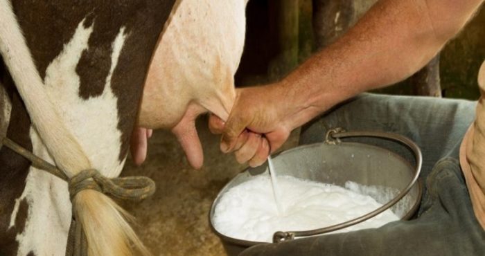 milk dairy today 11