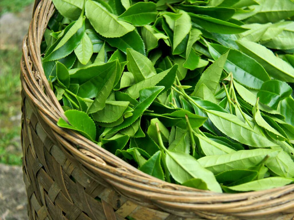 UK harvesting tea leaves