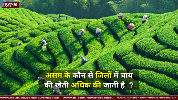 असम के कौन से जिलों में चाय की खेती अधिक की जाती है ? ( In which districts of Assam tea is cultivated more? )