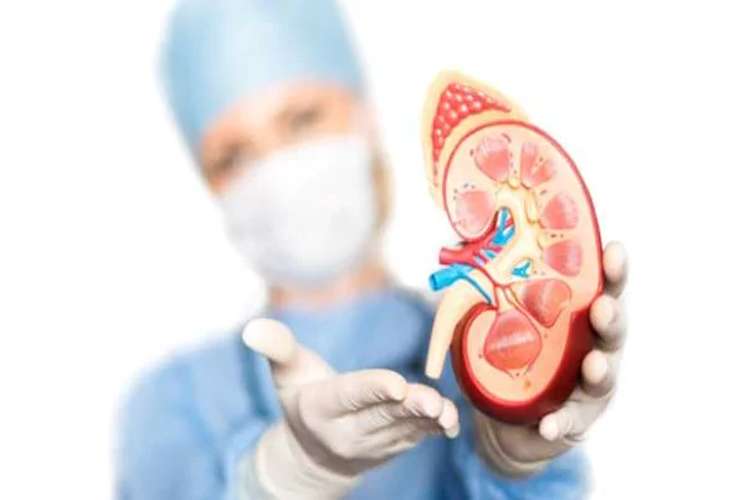 kidney 2 1534665699
