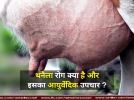 थनैला रोग क्या है और इसका आयुर्वेदिक उपचार ? ( What is Thanella disease and its Ayurvedic treatment? )