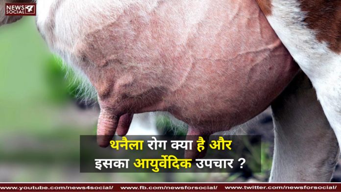 थनैला रोग क्या है और इसका आयुर्वेदिक उपचार ? ( What is Thanella disease and its Ayurvedic treatment? ) थनैला रोग क्या है और इसका आयुर्वेदिक उपचार ? ( What is Thanella disease and its Ayurvedic treatment? )